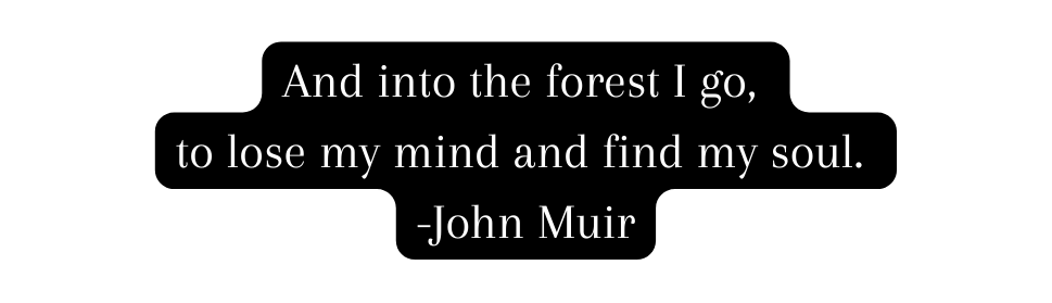 And into the forest I go to lose my mind and find my soul John Muir